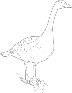 Gänse Gans Weihnachtsgänse Weihnachtsgans